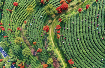 茶乡头茶开采